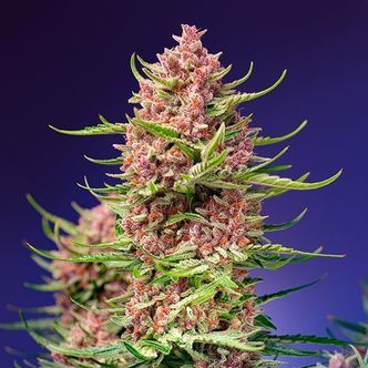 Strawberry Cola Sherbet &ndash; F1 snabbversion (Sweet Seeds) feminiserade