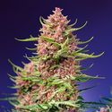 Strawberry Cola Sherbet F1 Fast Version (Sweet Seeds) Feminiserade