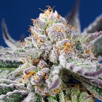 Orange Apricot Glue XL Auto (Sweet Seeds) feminiserade