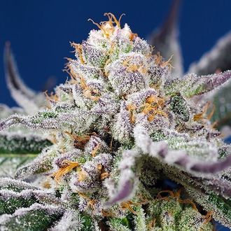 Orange Apricot Glue XL Auto (Sweet Seeds) Feminiserade