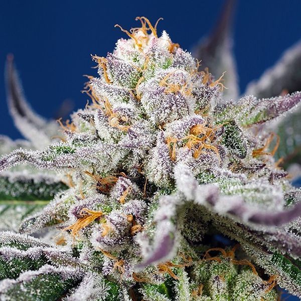 Orange Apricot Glue XL Auto (Sweet Seeds) Feminiserade