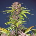Mimosa Bruce Banner XL Auto (Sweet Seeds) Feminiserade