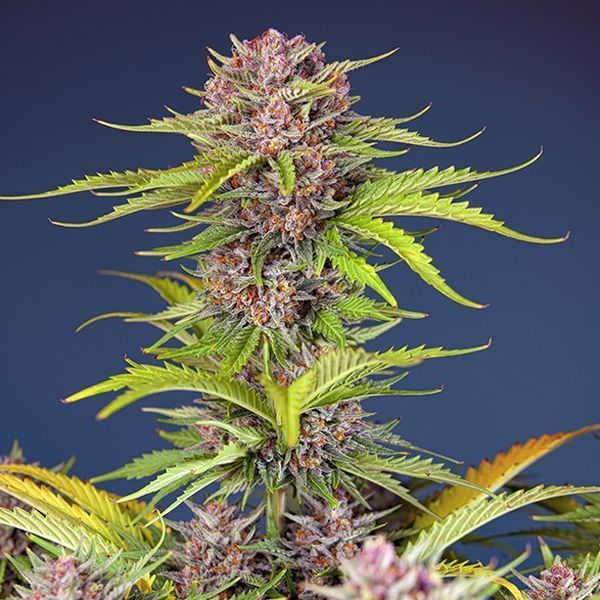 Mimosa Bruce Banner XL Auto (Sweet Seeds) Feminiserade
