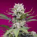 Sweet Mandarine Zkittlez XL Auto (Sweet Seeds) Feminiserade