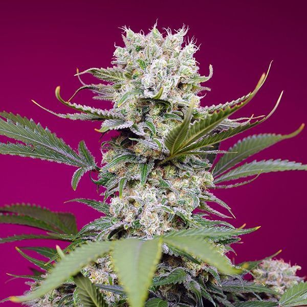 Sweet Mandarine Zkittlez XL Auto (Sweet Seeds) Feminiserade