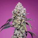Sweet Mandarine Zkittlez F1 Fast Version (Sweet Seeds) Feminiserade