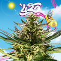 Rollercoaster Haze (Zamnesia Seeds) Feminiserade