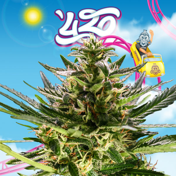 Rollercoaster Haze (Zamnesia Seeds) Feminiserade