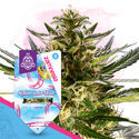 Rollercoaster Haze (Zamnesia Seeds) Feminiserade
