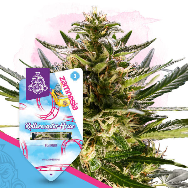 Rollercoaster Haze (Zamnesia Seeds) Feminiserade