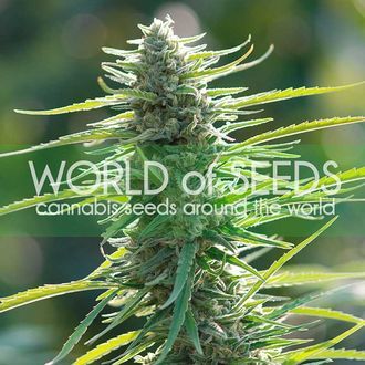 Colombian Gold (World Of Seeds) Feminiserade