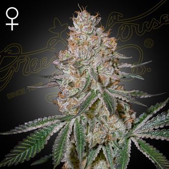 HighCloudZ (Greenhouse Seeds) feminiserade