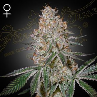 HighCloudZ (Greenhouse Seeds) Feminiserade