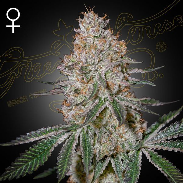 HighCloudZ (Greenhouse Seeds) Feminiserade
