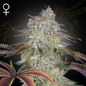 AlienZ (Greenhouse Seeds) Feminiserade