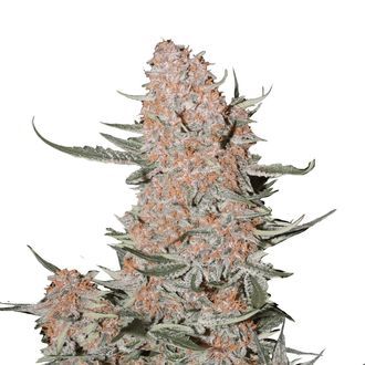 Ztrawberriez Auto (FastBuds) Feminiserade