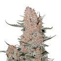 Ztrawberriez Auto (FastBuds) Feminiserade