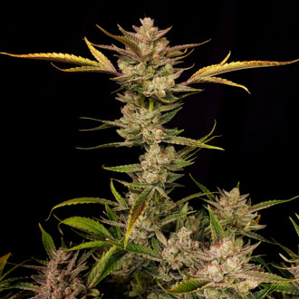 Ztrawberriez Auto (FastBuds) Feminiserade
