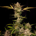 Ztrawberriez Auto (FastBuds) Feminiserade