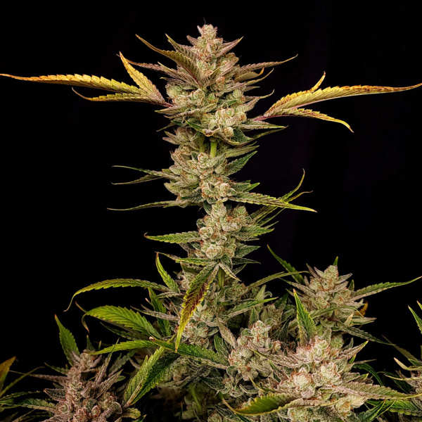 Ztrawberriez Auto (FastBuds) Feminiserade
