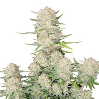 Apricot Auto (FastBuds) feminiserade