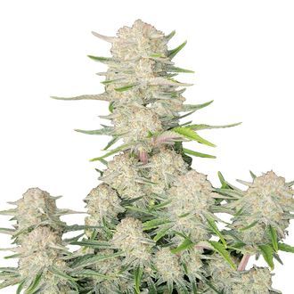 Apricot Auto (FastBuds) Feminiserade