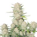 Apricot Auto (FastBuds) Feminiserade