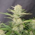 Apricot Auto (FastBuds) Feminiserade