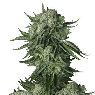Moby Dick Original Auto (FastBuds) feminiserade