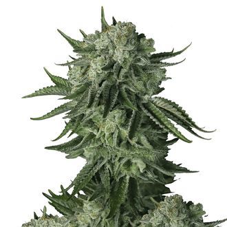Moby Dick Original Auto (FastBuds) Feminiserade