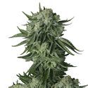 Moby Dick Original Auto (FastBuds) Feminiserade