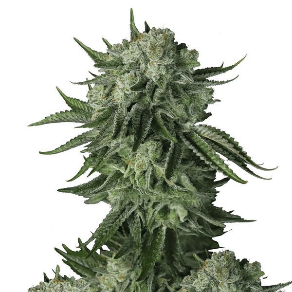 Moby Dick Original Auto (FastBuds) Feminiserade