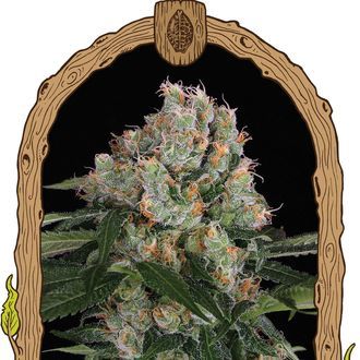 Artic Flurry (Exotic Seed) Feminiserade