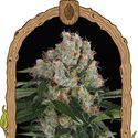 Artic Flurry (Exotic Seed) Feminiserade