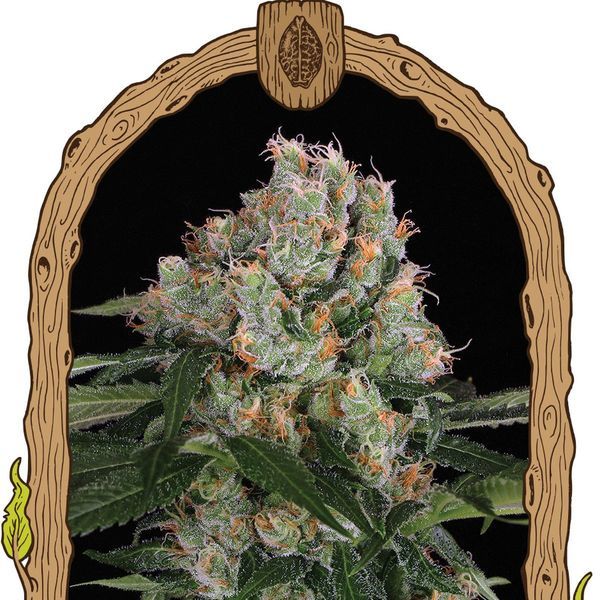 Artic Flurry (Exotic Seed) Feminiserade