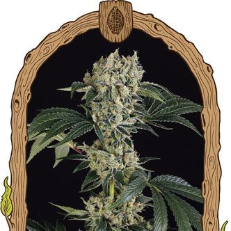Sugar Larry (Exotic Seed) feminiserade cannabisfr&ouml;n