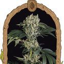 Sugar Larry (Exotic Seed) Feminiserade
