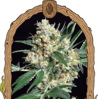 Honey Mints (Exotic Seed) feminiserade