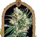 Honey Mints (Exotic Seed) Feminiserade
