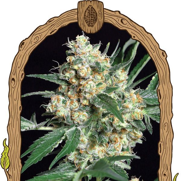 Honey Mints (Exotic Seed) Feminiserade