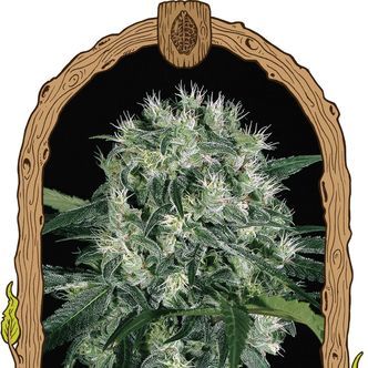 Pink Hokkaido (Exotic Seed) feminiserade cannabisfr&ouml;n