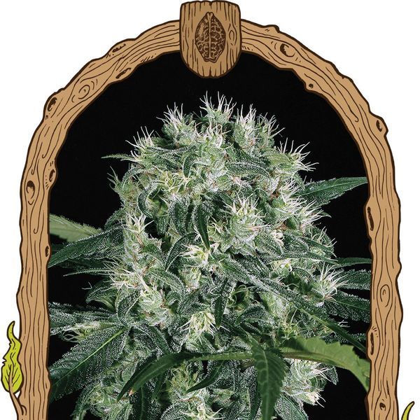 Pink Hokkaido (Exotic Seed) Feminiserade frön