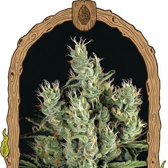 Tangerine Band (Exotic Seed) feminiserade