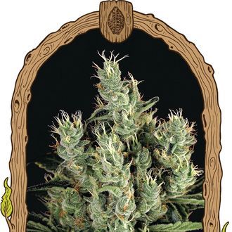 Tangerine Band (Exotic Seed) Feminiserade