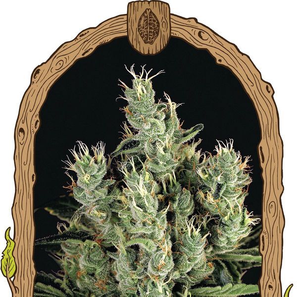 Tangerine Band (Exotic Seed) Feminiserade