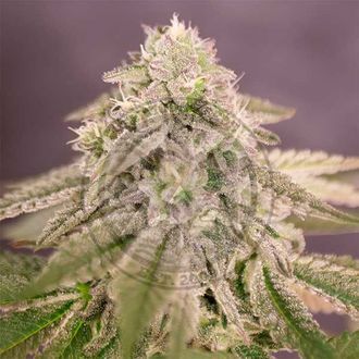 Bay Burger (Delicious Seeds) Feminiserade