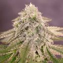Bay Burger (Delicious Seeds) Feminiserade