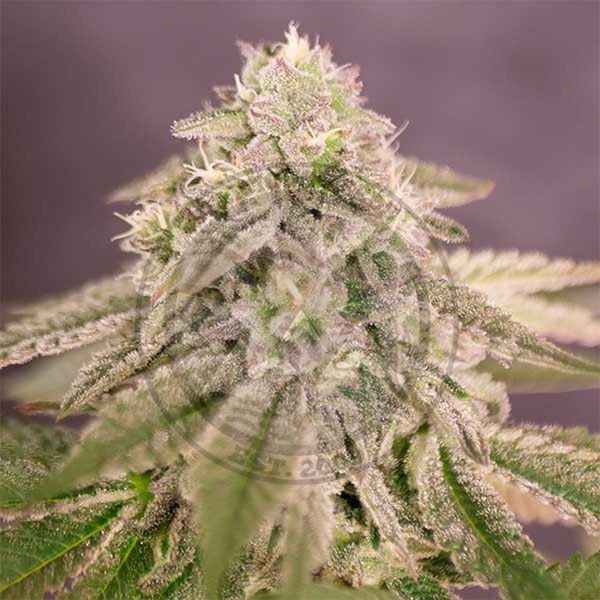 Bay Burger (Delicious Seeds) Feminiserade