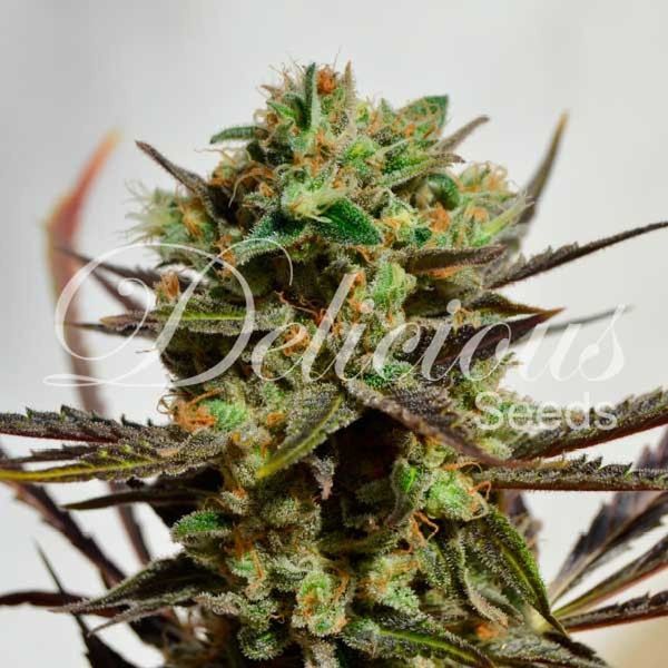 Delicious Candy (Delicious Seeds) Feminiserade
