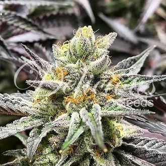 Delicious Cookies (Delicious Seeds) Feminiserade